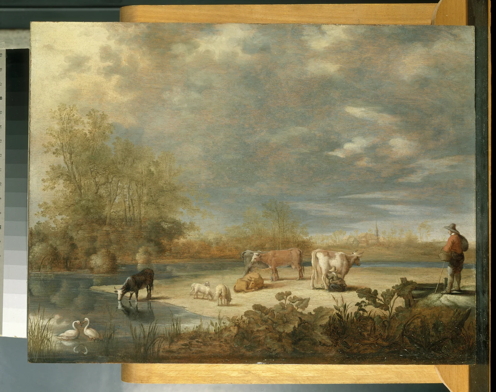 Vaches et moutons dans un pâturage
