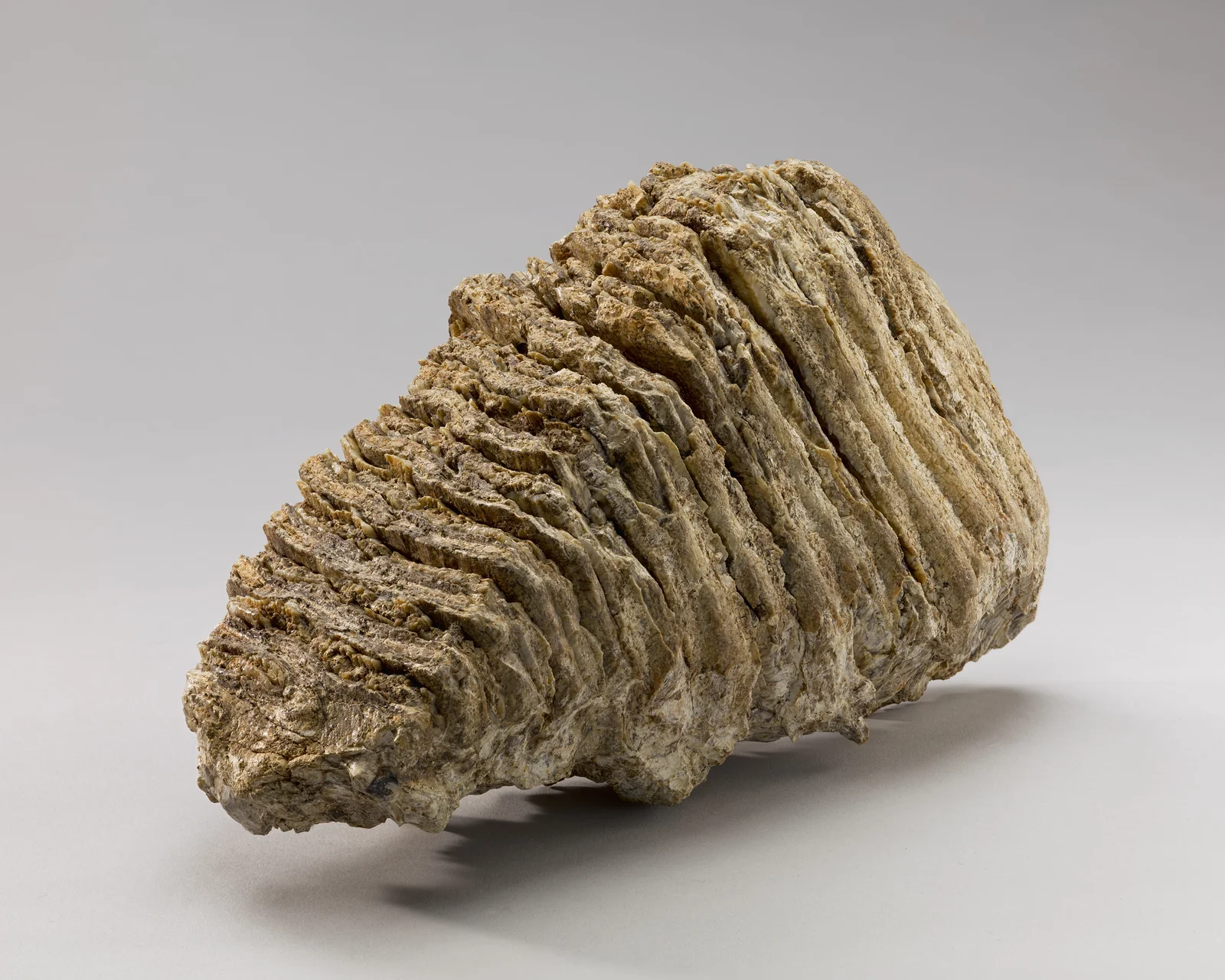 Molaire de mammouth